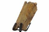 Fossil Hadrosaur Rib Section w/ Metal Stand - South Dakota #339877-2